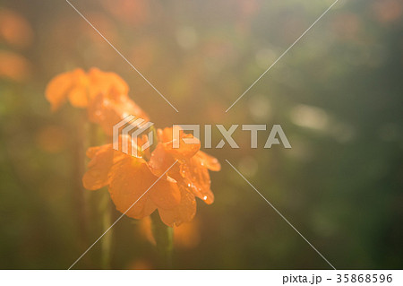 Crossandra flower 35868596