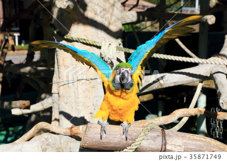 ゴコウインコ 35871749