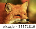 キツネ 35871819