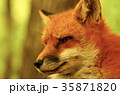 キツネ 35871820