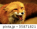 吠えるキツネ 35871821