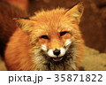 キツネ 35871822