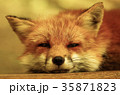 キツネ 35871823
