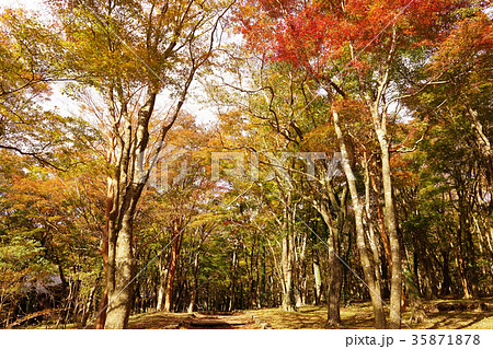 湖畔ふれあい園地　紅葉 35871878