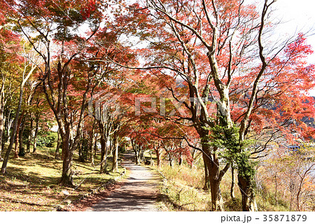 湖畔ふれあい園地 紅葉 湖畔ふれあい園地 紅葉 35871879