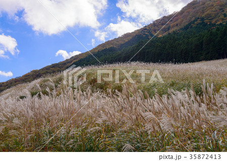箱根仙石原高原 ススキ野原 箱根仙石原高原 ススキ野原 35872413