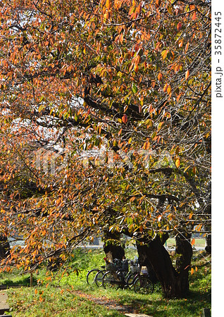 桜並木紅葉 日野市平山 桜並木紅葉 日野市平山 35872445