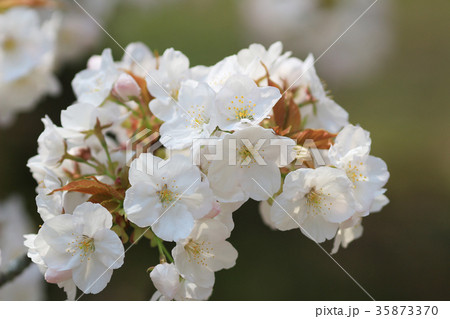 spring sakura pink flower 35873370