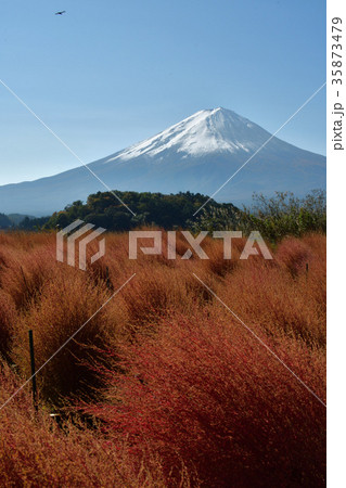 コキアのある風景 35873479