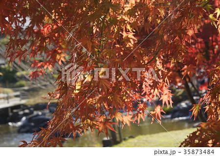 もみじ　紅葉　02 35873484