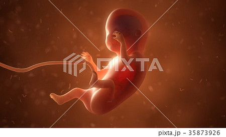 Human fetus with internal organs, 3d illustration Human fetus with internal organs, 3d illustration 35873926