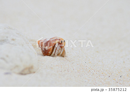 沖縄のオカヤドカリ 沖縄のオカヤドカリ 35875212