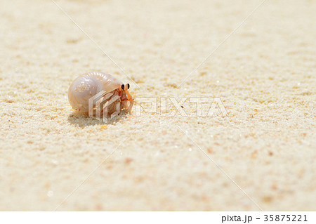 沖縄のオカヤドカリ 35875221