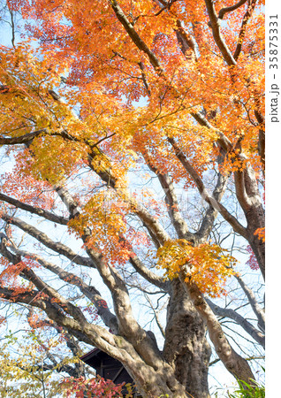 イロハモミジ　山形県 35875331