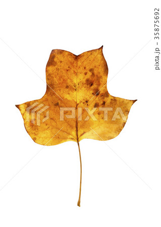 ユリノキの葉 35875692