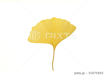 イチョウの葉 35875693