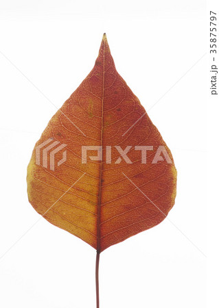 ナンキンハゼの葉 35875797