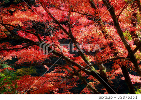 紅葉 紅葉 35876351
