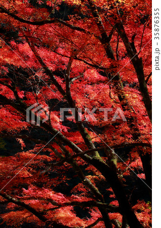 紅葉 35876355