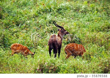 waterbuck 35876588