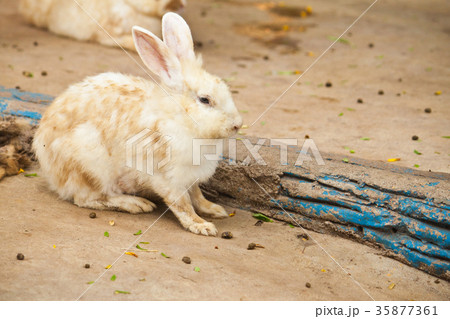 Cute Rabbit Cute Rabbit 35877361