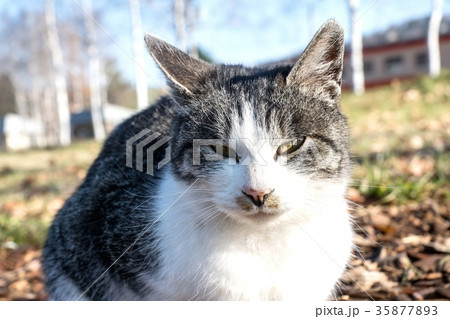 ローカル線と猫 ローカル線と猫 35877893