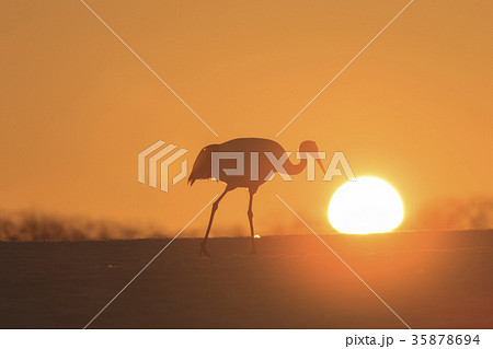 夕日を背にしたタンチョウ 夕日を背にしたタンチョウ 35878694