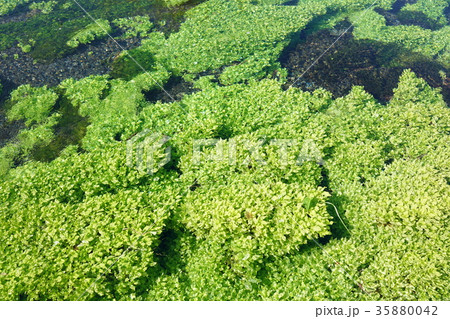 清流の水草の写真素材