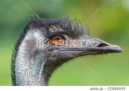 Portrait of Australian Emu 35880045