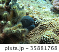 ウツボ 35881768