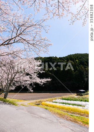 春の農村風景 35882308