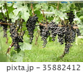 ぶどう 35882412