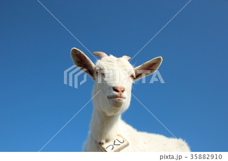 やぎ 35882910