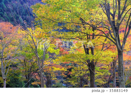 秋色の公園 35883149