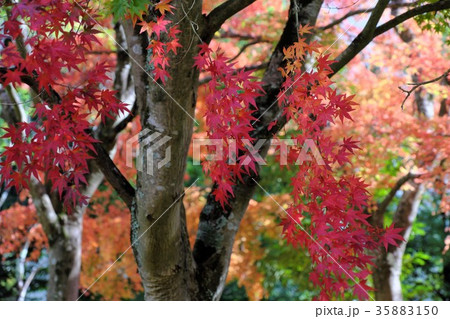 紅葉 紅葉 35883150