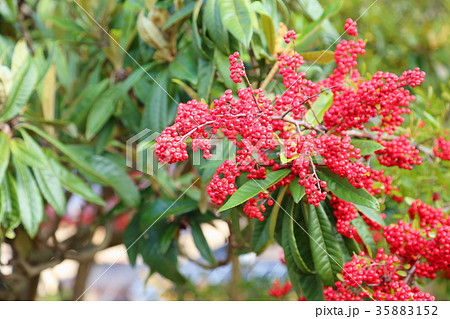ピラカンサスの実 35883152