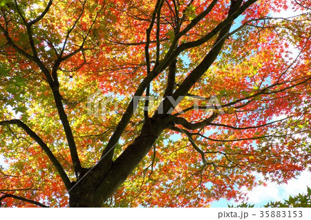 紅葉 35883153
