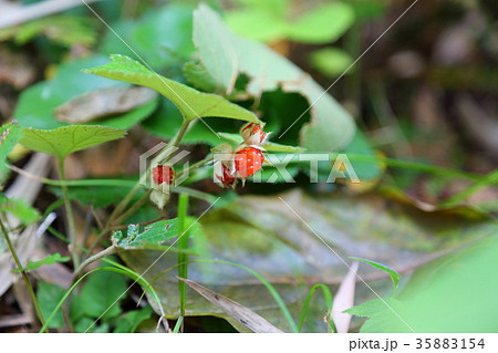 草イチゴの実 35883154