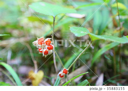 草イチゴの実 35883155