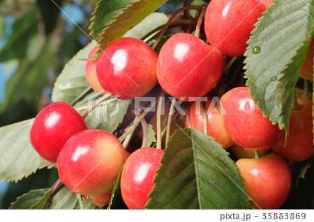 Ripening cherries on tree. Selective focus Ripening cherries on tree. Selective focus 35883869
