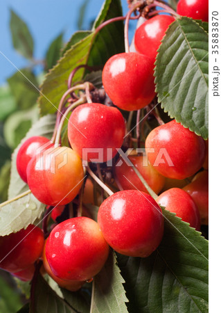 Ripening cherries on tree. Selective focus Ripening cherries on tree. Selective focus 35883870
