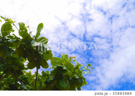 モモタマナと空 35883989