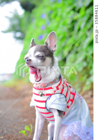 犬のあくび 犬のあくび 35884611