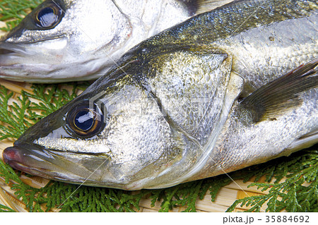 スズキ　食材 35884692