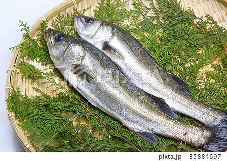 スズキ 食材 スズキ 食材 35884697