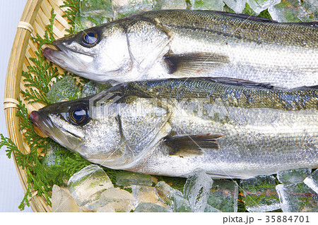 スズキ 食材 スズキ 食材 35884701