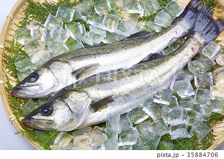 スズキ 食材 スズキ 食材 35884706