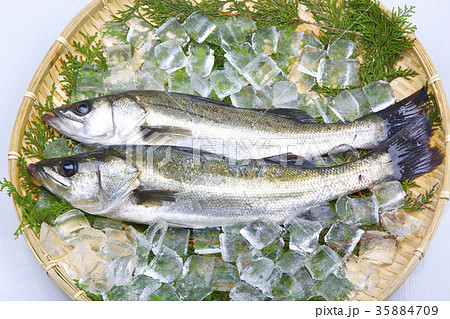 スズキ　食材 35884709