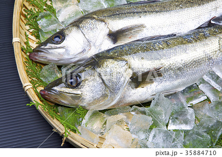 スズキ　食材 35884710