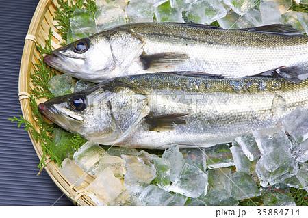スズキ 食材 スズキ 食材 35884714